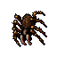 tarantula